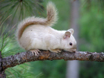 Rare white squirrel found on Midway's Riverwalk.